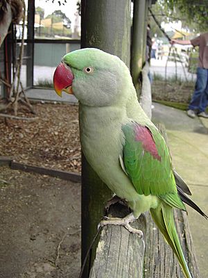 Archivo:Alexandrine Parakeet-Psittacula eupatria-Symbio wildlife park-NSW