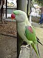 Alexandrine Parakeet-Psittacula eupatria-Symbio wildlife park-NSW
