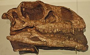 Archivo:August 1, 2012 - Massospondylus carinatus fossil skull on Display at the Royal Ontario Museum (BP-I-4934)
