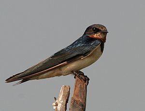Archivo:Barn Swallow (Hirundo rustica) in AP W IMG 3870