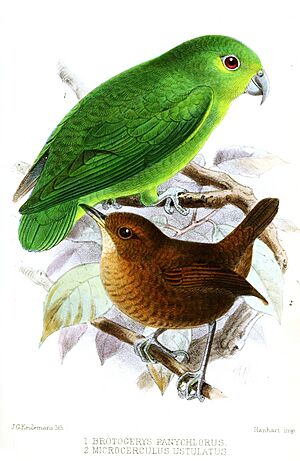 Archivo:BrotogerysMicrocerculusKeulemans