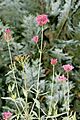 Centranthus.ruber.6975