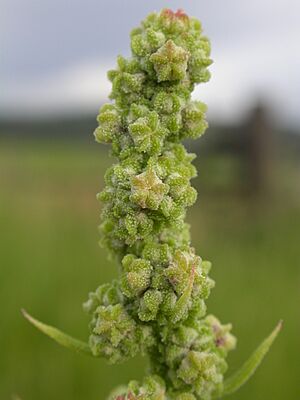 Archivo:Chenopodium berlandieri (3767482471)