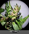 Chenopodium rubrum (s. str.) sl21