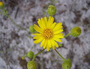 Archivo:Chrysopsis floridana