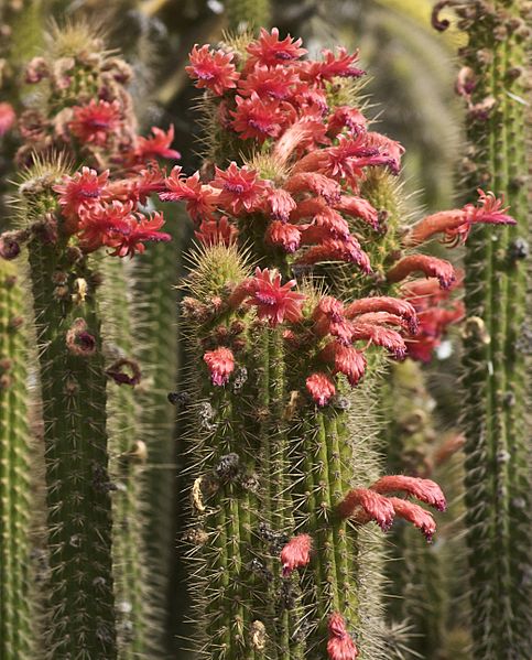 Cleistocactus samaipatanus