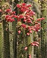 Cleistocactus samaipatanus