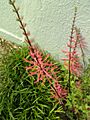 Colorines plant from the Texan Desert (4)