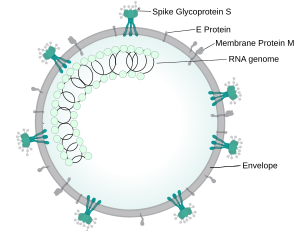 Archivo:Coronavirus virion structure