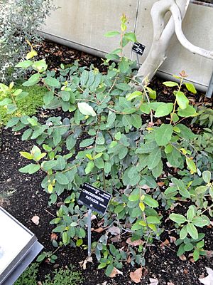 Archivo:Crinodendron patagua - Jardin Botanique de Lyon - DSC05427