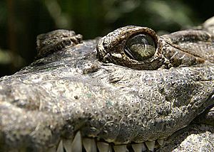 Archivo:Crocodylusmindorensis
