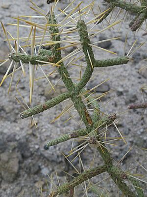 Archivo:Cylindropuntia ramosissima 21