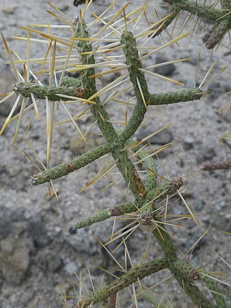 Cylindropuntia ramosissima 21