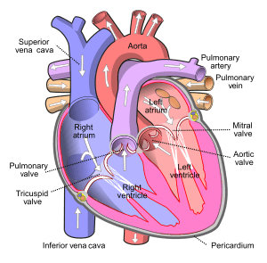 Archivo:Diagram of the human heart (cropped)