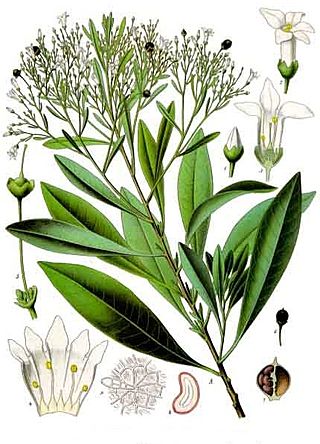 Duboisia myoporoides - Köhler–s Medizinal-Pflanzen-055.jpg