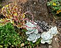 Dudleya farinosa 1