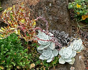 Archivo:Dudleya farinosa 1