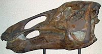 Archivo:Edmontosaurus annectens