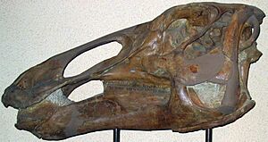 Archivo:Edmontosaurus annectens