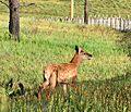 Elk Calf, Valles Caldera