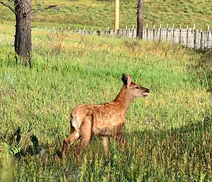 Archivo:Elk Calf, Valles Caldera