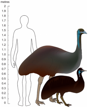 Archivo:Emu size