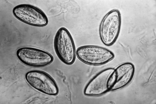 Enterobius vermicularis.png