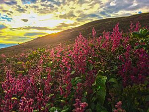 Archivo:Flowers in the chariot path