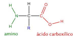 Archivo:General structure of aminoacids - AA-structure-es