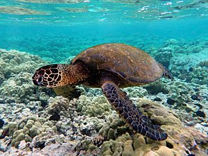 Archivo:Green turtle swimming over coral reefs in Kona