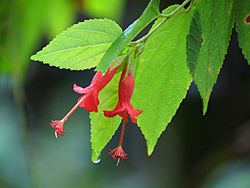 Helicteres guazumifolia (6807945148).jpg