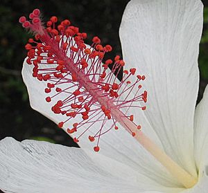 Archivo:Hibiscus waimeae subsp. waimeae (5188165686)