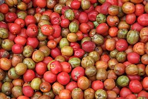 Archivo:Jocote fruit