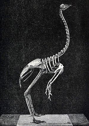 Archivo:King Island Emu skeleton