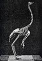 King Island Emu skeleton