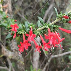 Loeselia mexicana (Polemoniaceae) - Espinosilla.jpg