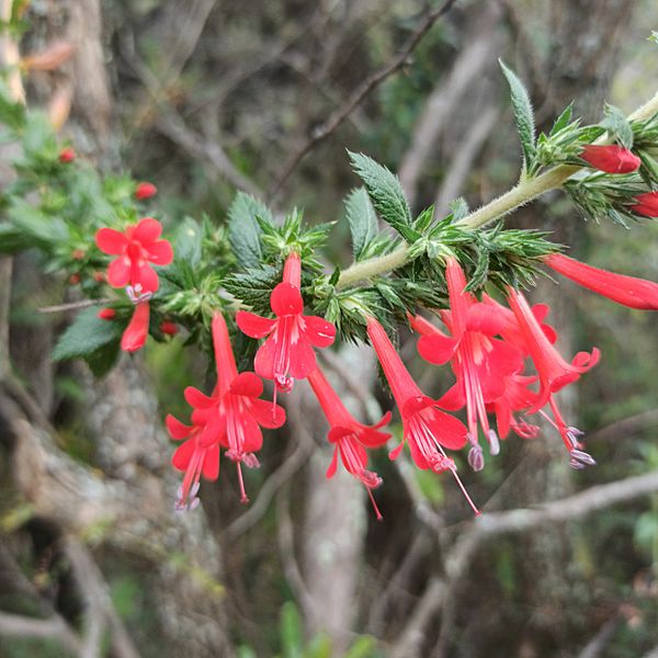 Loeselia mexicana (Polemoniaceae) - Espinosilla
