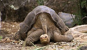Archivo:Lonesome George -Pinta giant tortoise -Santa Cruz