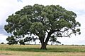 Marula02