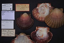 Naturalis Biodiversity Center - ZMA.MOLL.12280 - Pecten excavatus Anton, 1838 - Pectinidae - Mollusc shell