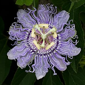Archivo:OQ Passion flower