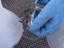 Obtaining urine from a hantavirus-infected deer mouse (Peromyscus), New Mexico - 2002.jpg