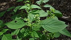 Ocimum campechianum.jpg