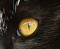 Ojo de gata trim