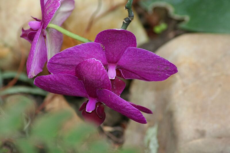 Orquidea-Clima Humedo (6) (11983438506)