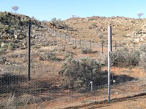 Archivo:Overgrazing
