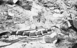 Archivo:PSM V67 D572 Fossil bones of the great brachiosaurus altithorax