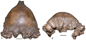 Archivo:Pachycephalosaurus skull