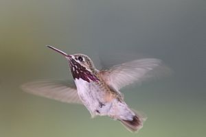 Archivo:Pause in Flight; Calliope Hummingbird (Stellula calliope)