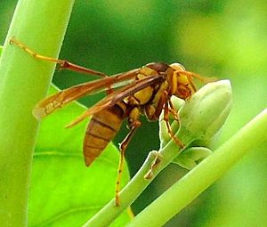 Archivo:Polistes carnifex - Mazatlán, Sinaloa, Mexico - 15 August 2015 - Francisco Farriols Sarabia